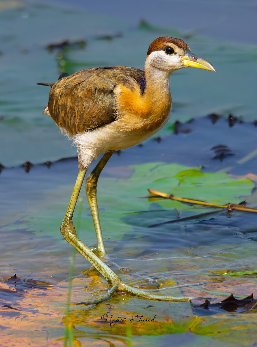 Bronze-winged jacana (juvenile)