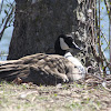 Canada Goose