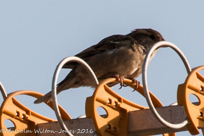 House Sparrow; Gorrión Común