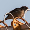 House Sparrow; Gorrión Común