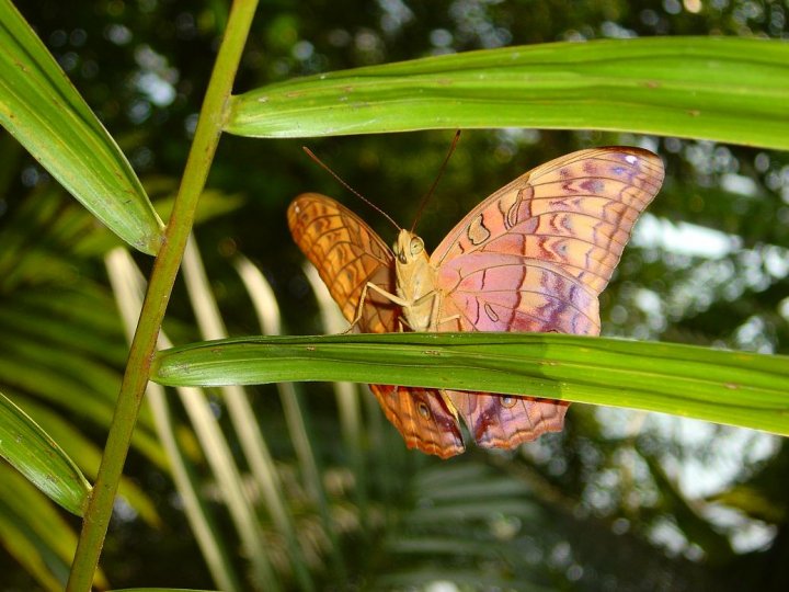 Madame Butterfly di paolettivaleria