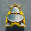 Nolid Moth