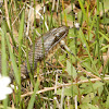 Northern Water Snake