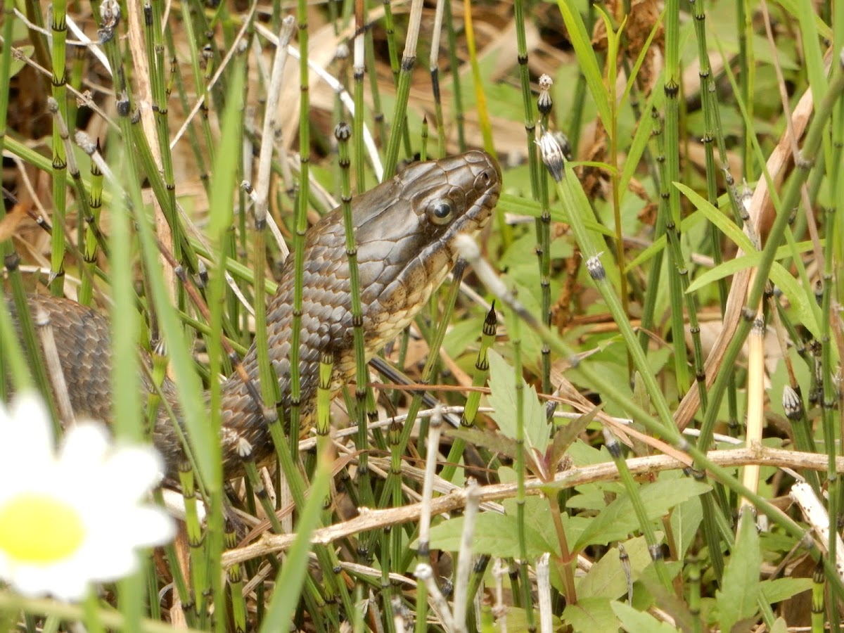 Northern Water Snake