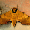 Ambulyx hawkmoth