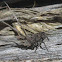 Eurybrachid planthopper nymph