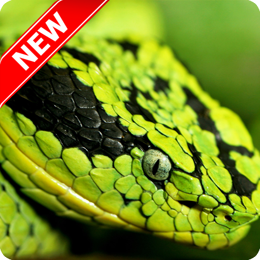 Snake Wallpapers Aplicații Pe Google Play