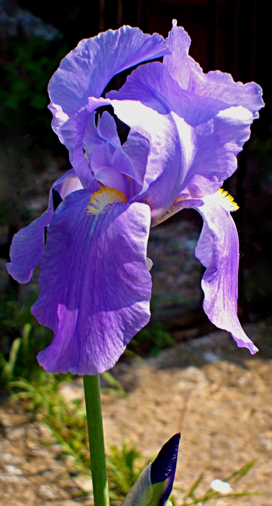 Iris di mariarosa-bc