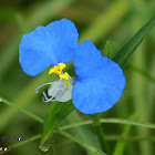 Virginia Dayflower