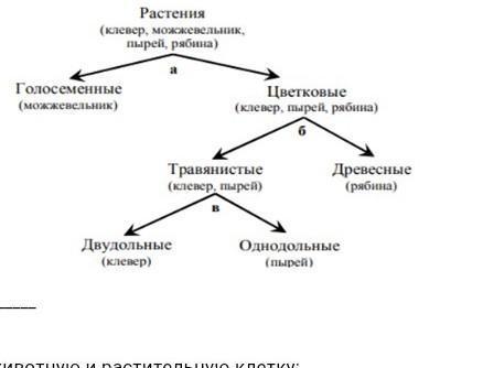 ПОМОГИТЕ СРОЧНО Используя дихотомический ключ, определите жизненную форму  растения - клевер​ - Школьные Знания.com