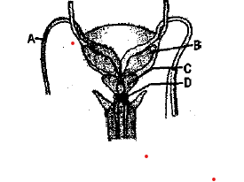 Male reproductive system