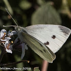 Small White