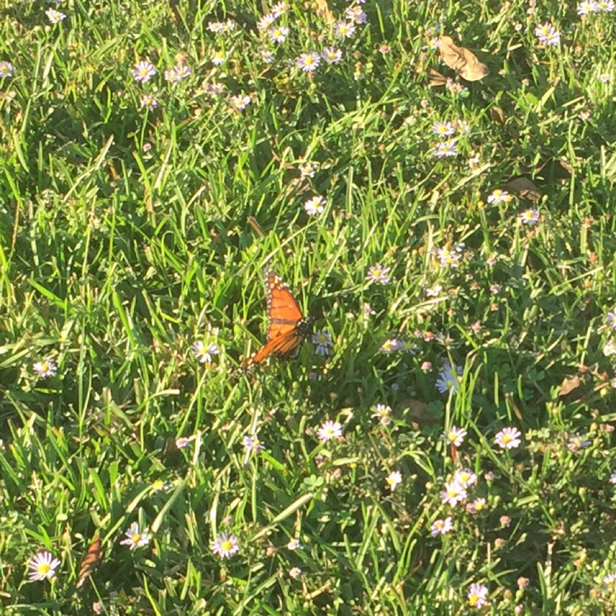 Monarch butterfly