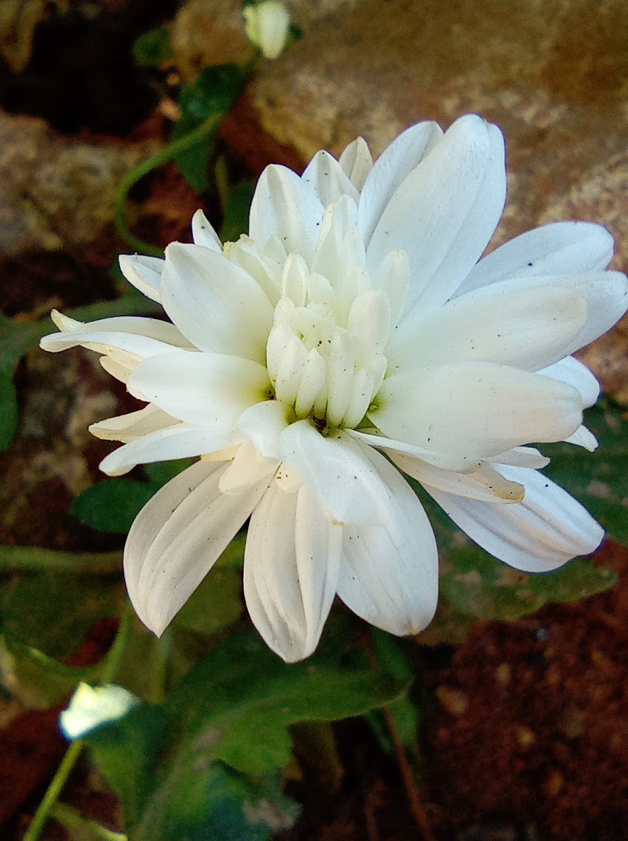 Chrysanthemum