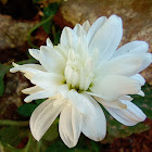 Chrysanthemum