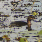 Pied-billed Grebe