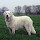 Kuvasz Themes & New Tab