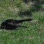 Common Grackle