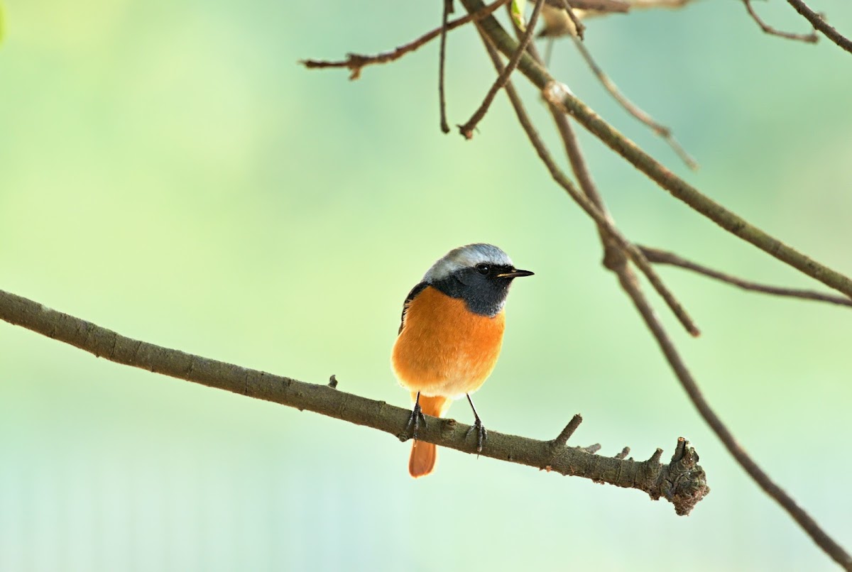 Daurian Redstart (北紅尾鴝)