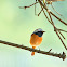 Daurian Redstart (北紅尾鴝)