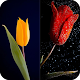 Download HD Tulip New Wallpaper For PC Windows and Mac 1.01