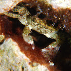 Marbled rock crab