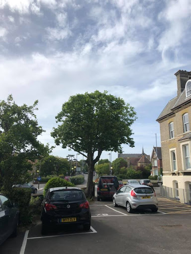 Conservation Area Protected Horse Chestnut Tree Pruing After, Weymouth Dorset