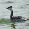 Horned Grebe