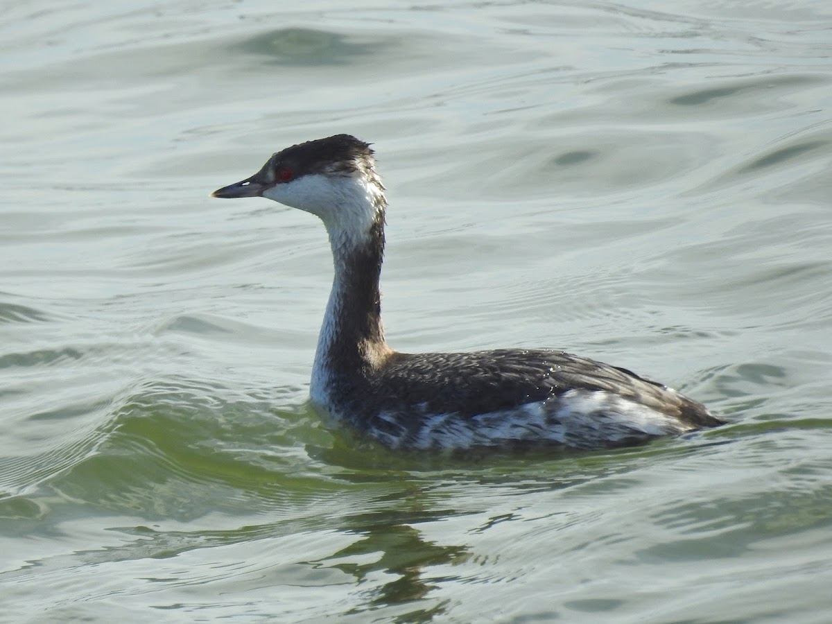 Horned Grebe