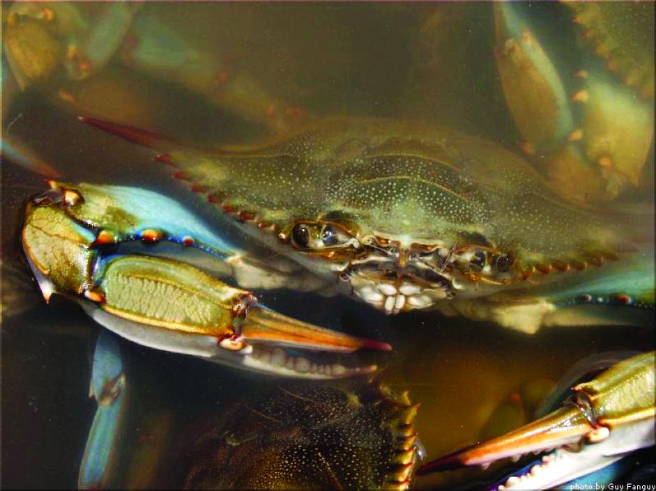 Blue Crab