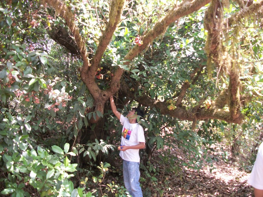 जंगली जांभूळ, पेरूची झाडे, औदुंबर अशा जंगली फळांचा आस्वाद घ्यायला मिळाला. 