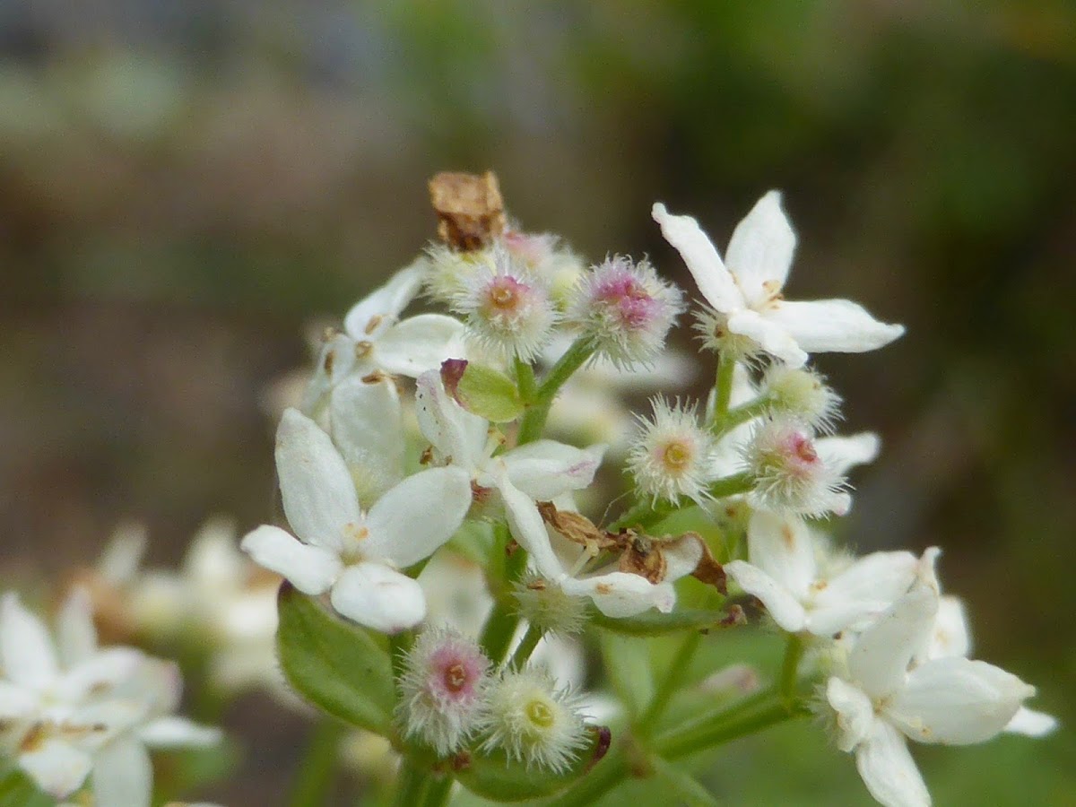 Northern Bedstraw