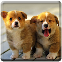 Cute puppy live wallpapers