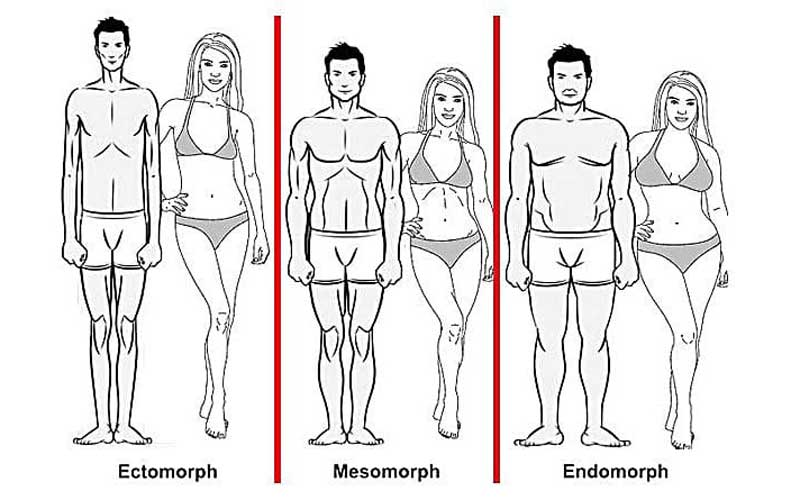 Three Tribes - Three Body Types