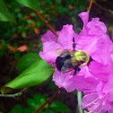 Eastern Carpenter Bee