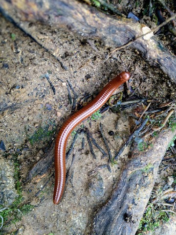 Giant Millipede