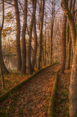 Il sentiero autunnale.. di Nemus