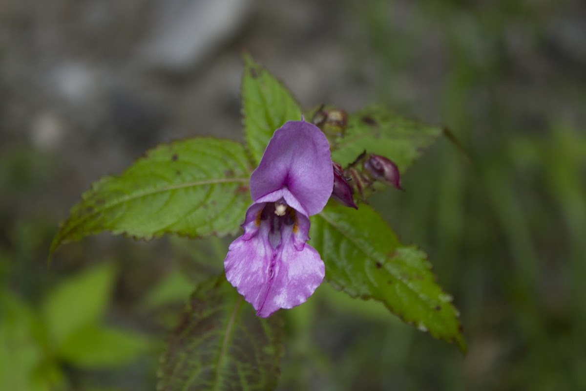 Gigantic Himalayan Balsam