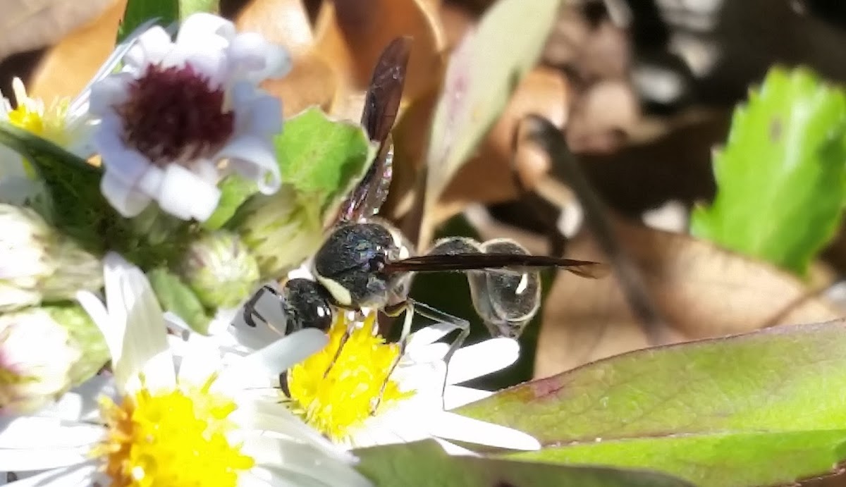 Potter Wasp