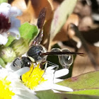 Potter Wasp