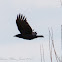 Carrion Crow