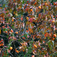 L'albero dei cachi di 