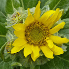 Seaside Ragwort