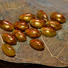 Eggs & Nymphs of Coreid Bug