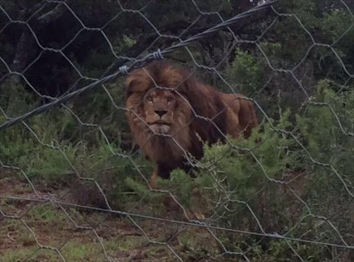 Nelson is exploring his new home at Shamwari Safari.