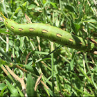 White-lined Sphinx