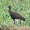 Red-naped ibis