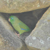 Lorito -  Spectacled Parrotlet