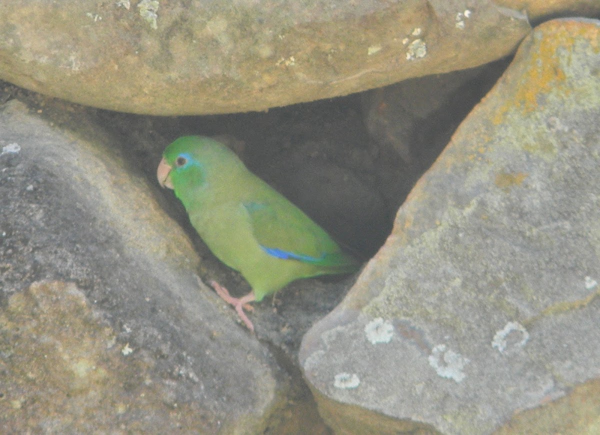 Lorito -  Spectacled Parrotlet