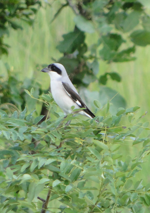 Lesser Grey Shrike